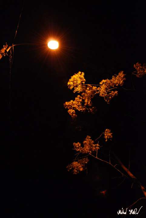 Tuulen tuoksu, 2010